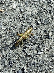 Hesperotettix viridis