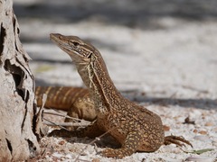 Varanus gouldii