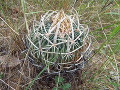Echinofossulocactus pentacanthus