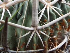Echinofossulocactus pentacanthus