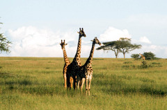 Giraffa camelopardalis tippelskirchi