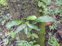 Niphidium crassifolium