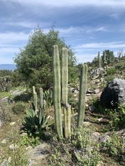 Lophocereus marginatus