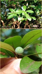 Litsea rotundifolia