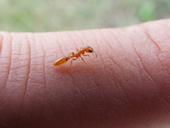 Pseudomyrmex pallidus