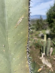 Lophocereus marginatus