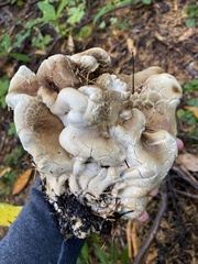 Albatrellaceae