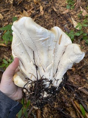Albatrellaceae