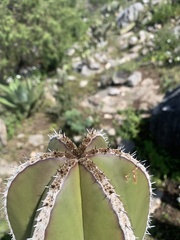 Lophocereus marginatus