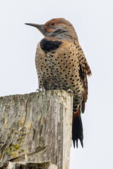 Colaptes auratus cafer