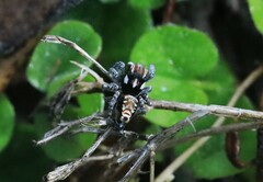 Maratus plumosus