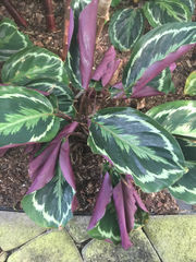 Goeppertia roseopicta