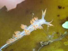 Coryphella trilineata
