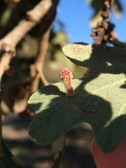 Atrusca clavuloides