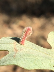 Atrusca clavuloides