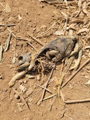 Chamaeleo chamaeleon