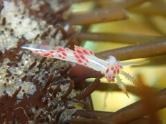 Coryphella trilineata