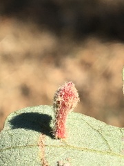 Atrusca clavuloides
