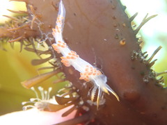 Coryphella trilineata