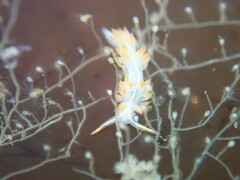 Coryphella trilineata