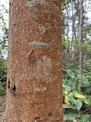 Trentepohlia