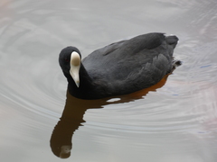 Fulica alai