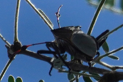 Pachylis neocalifornicus