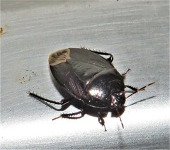 Macroscytus reflexus