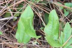 Smilax pumila