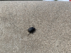 Tenebrionidae