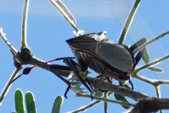 Pachylis neocalifornicus