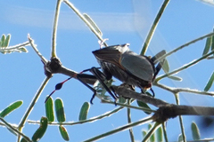 Pachylis neocalifornicus