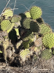 Opuntia littoralis