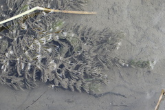 Ceratophyllum