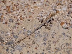 Ctenophorus maculatus