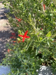 Anisacanthus