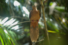 Macropygia phasianella