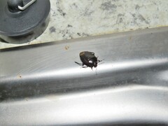 Macroscytus reflexus