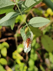 Oxyopes macilentus