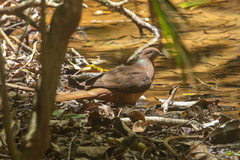 Macropygia phasianella