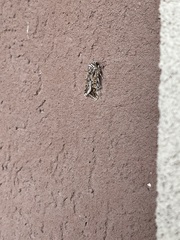 Prionoxystus robiniae