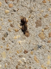 Neoscapteriscus vicinus