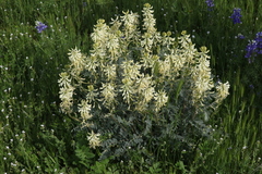 Astragalus oxyphysus