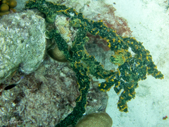 Parazoanthus swiftii