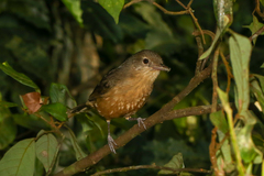 Colluricincla rufogaster