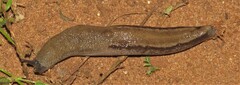 Urocyclus kirkii