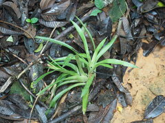 Tillandsioideae