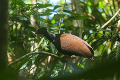Megapodius reinwardt