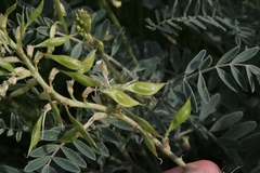 Astragalus oxyphysus