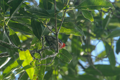 Myzomela sanguinolenta